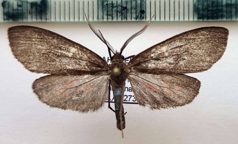 epectaptera_sp257_m_Pérou