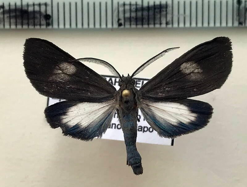 epectaptera_sp422_m_eq-standard.jpg