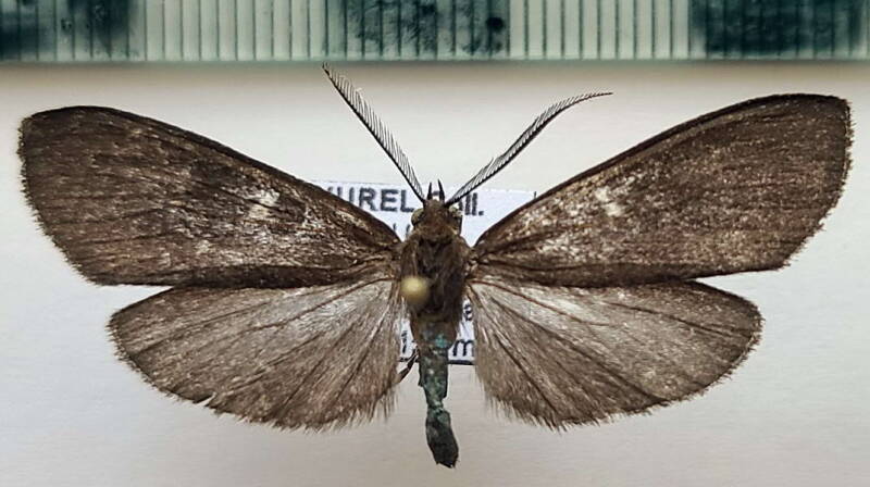 epectaptera_sp_1060_m_Pérou