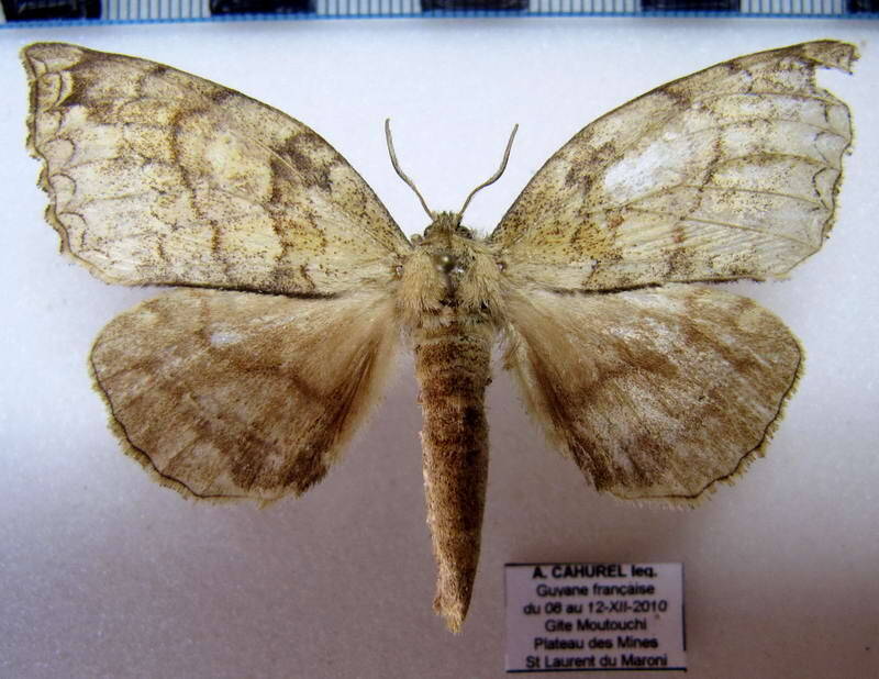Ephoria_ephora_f_Guyane fr