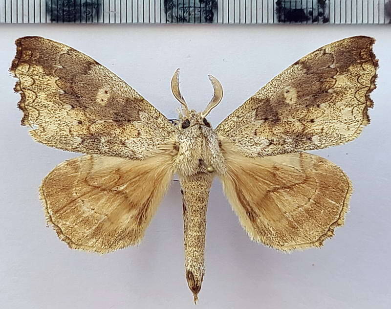 Ephoria_lybia_m_Equateur