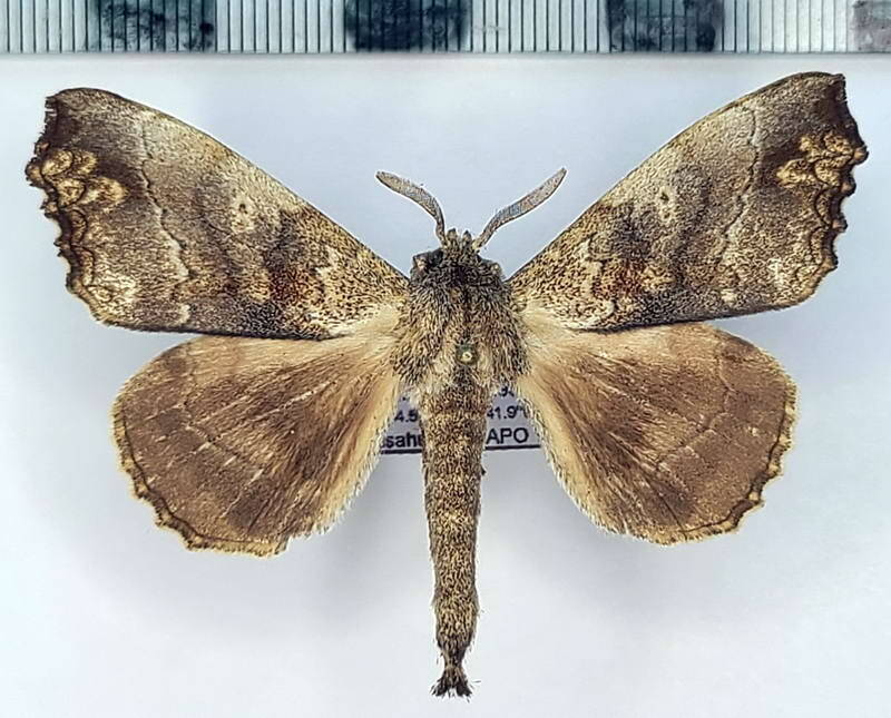 Ephoria_sp1041_m_Equateur