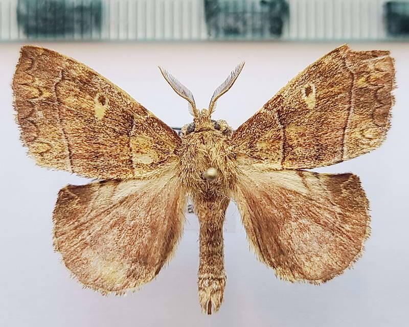 Ephoria_sp1082_m_Equateur
