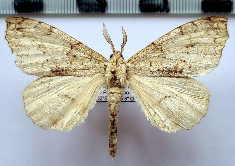 Ephoria_sp728_m_Equateur