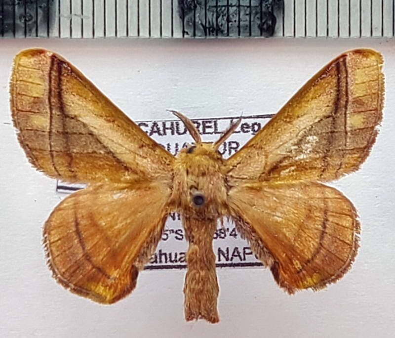 Epia_lebethra_m_Equateur