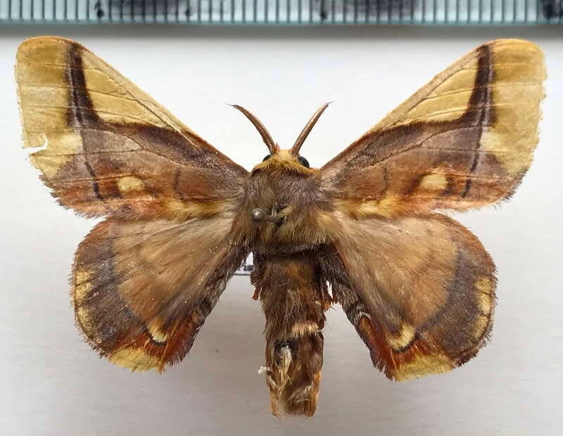 Epia_muscosa_m_Equateur