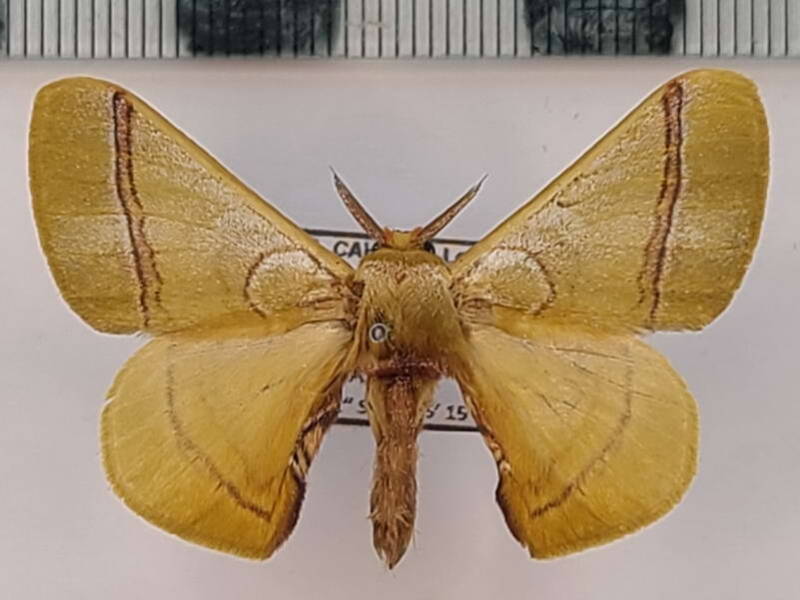 Epia_sp213_m_Equateur