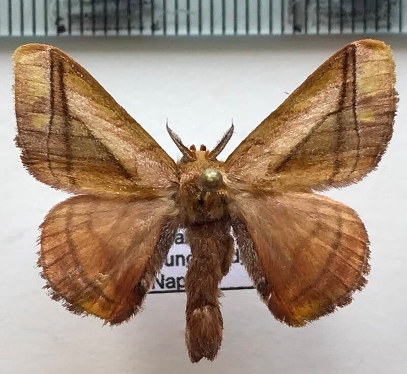 Epia_lebethra_m_Equateur