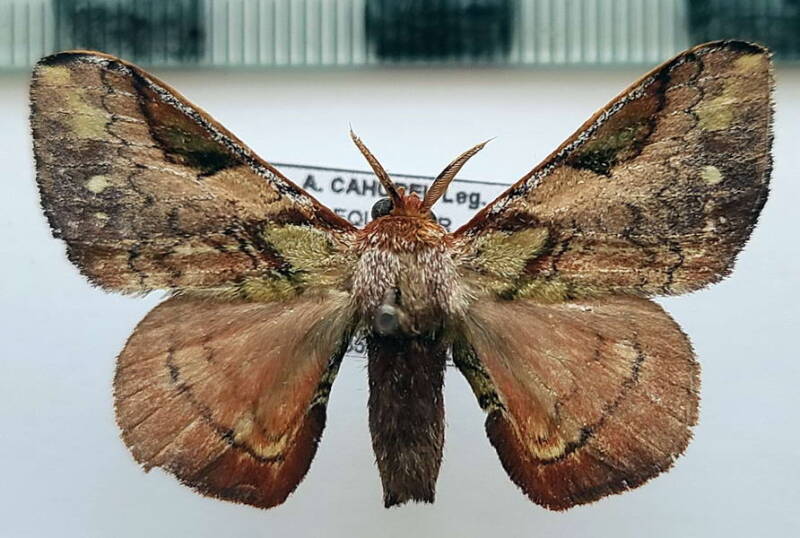 Epia_vulnerata_m02_Equateur