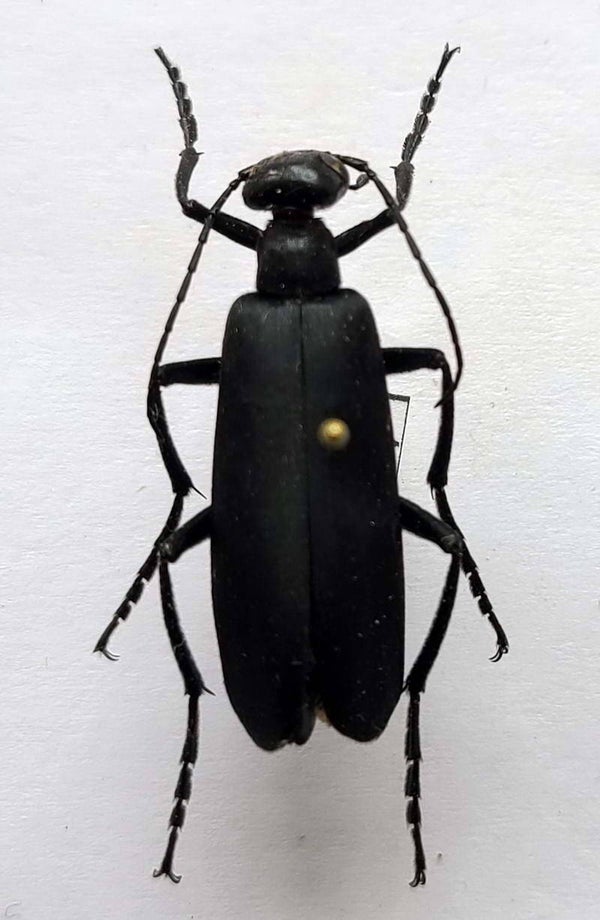 Epicauta sp Guyane fr
