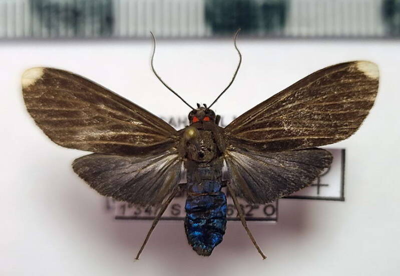 epicepsis_lenaeus_F_Equateur