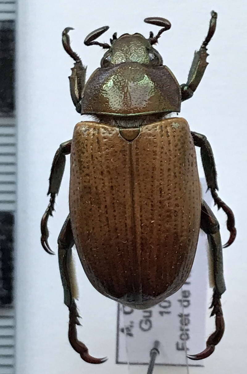 epichalcoplethis_aciculata_Guyane fr