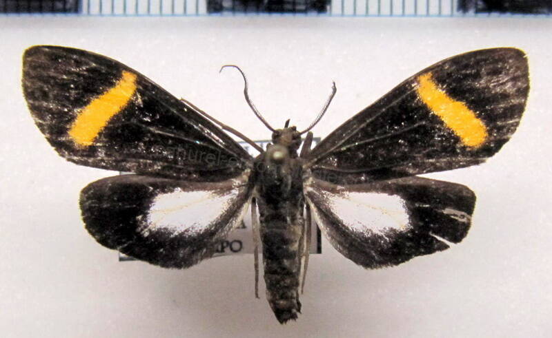 epidesma_aurimacula_f_eq-standard.jpg