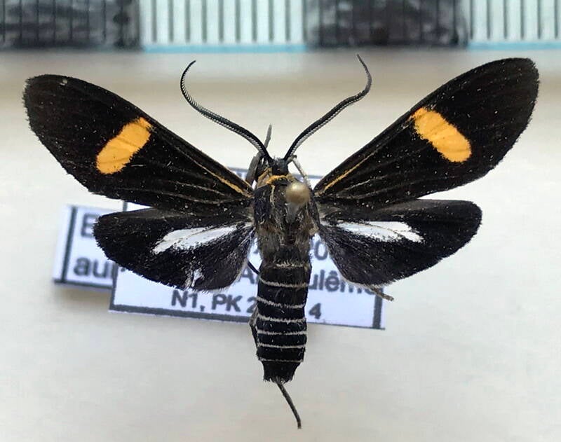 epidesma_aurimacula_m_gf-standard.jpg