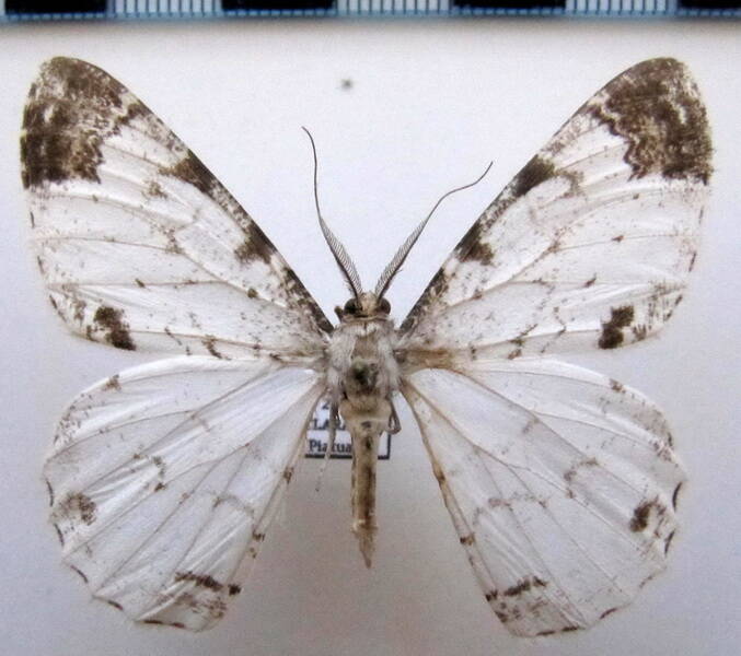 epimecis_anonaria_m01_eq-standard.jpg