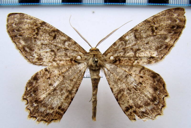 epimecis_detexta_gf-standard.jpg
