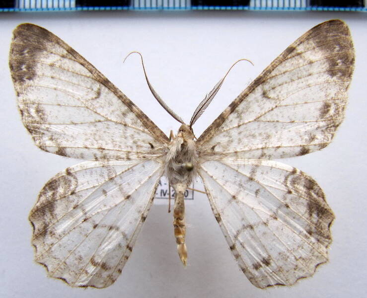 epimecis_semicompleta_bol-standard.jpg