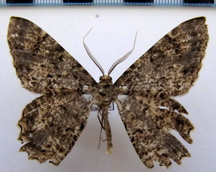 epimecis_sp_eq-standard.jpg
