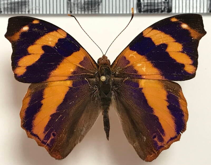 epiphile_imperator_duponti_m_perou-standard.jpg