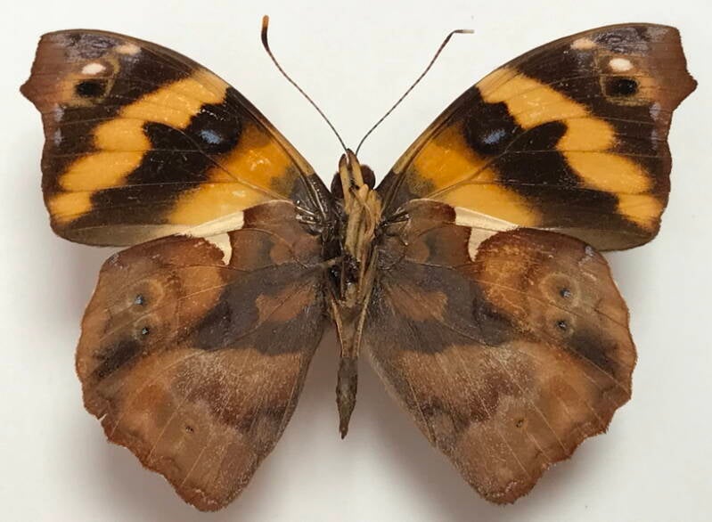 epiphile_imperator_duponti_m_perou_v-standard.jpg