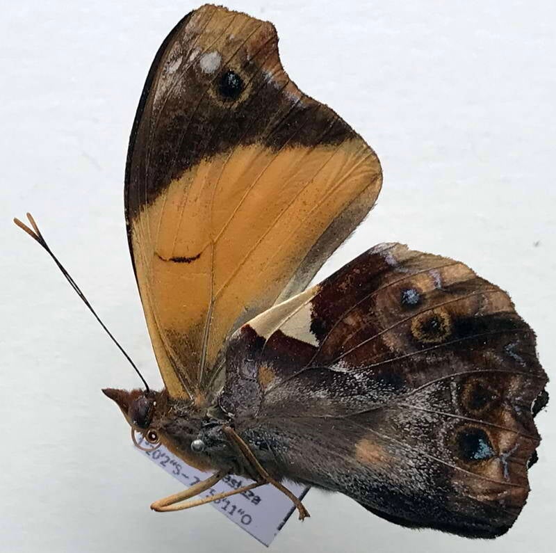 epiphile_lampethusa_m_eq_v-standard.jpg