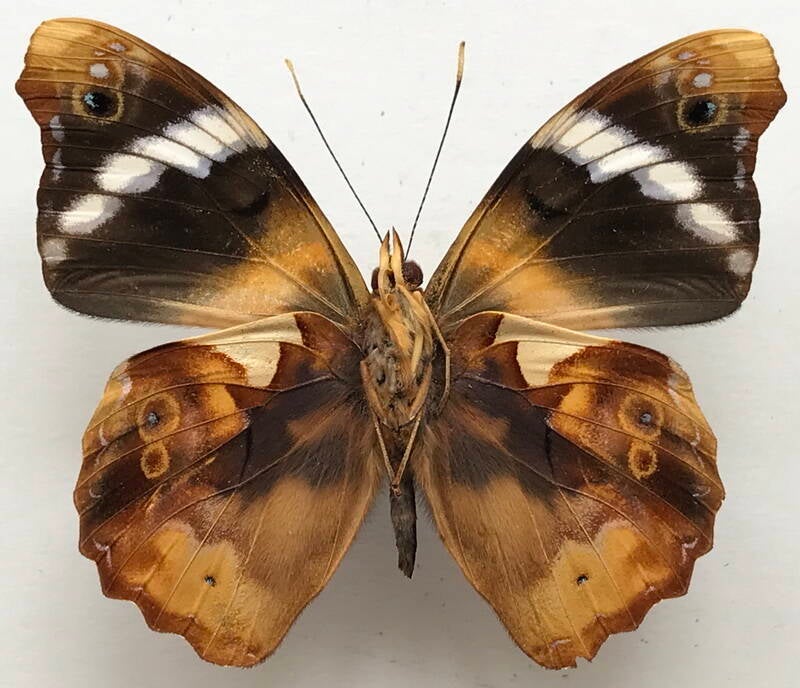 epiphille_eriopsis_devriesi_m_eq_v-standard.jpg