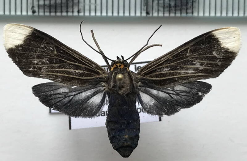 episcepsis_capysca_m_eq-standard.jpg