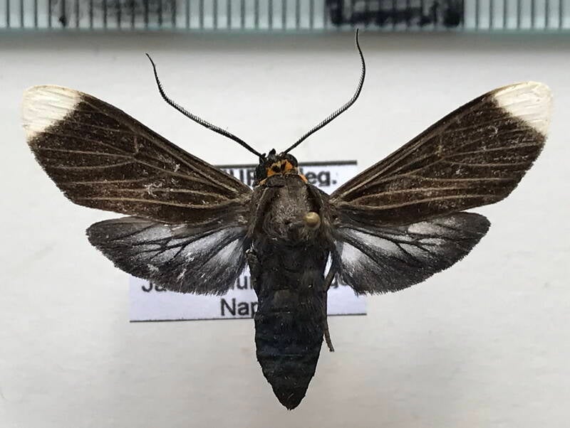 episcepsis_capyscoides_m_eq-standard.jpg