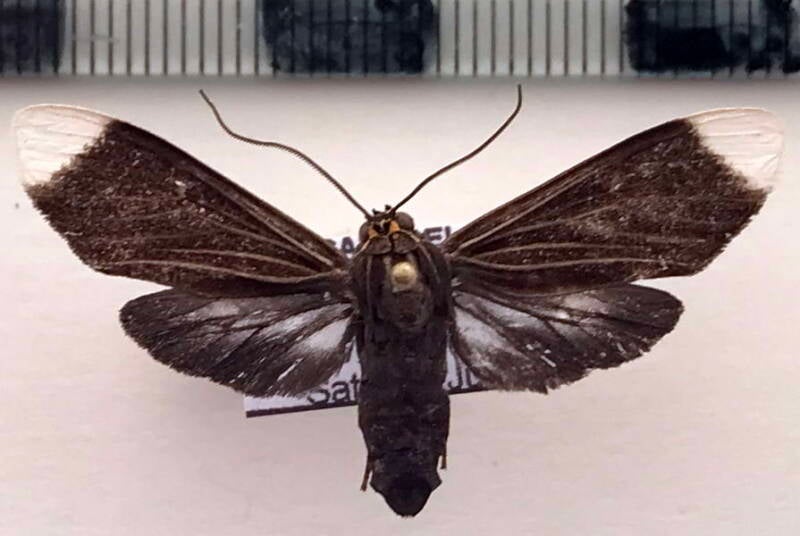 episcepsis_capyscoides_m_per-standard.jpg