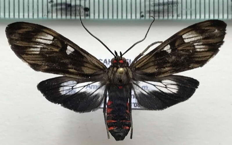 episcepsis_demonis_m03_eq-standard.jpg