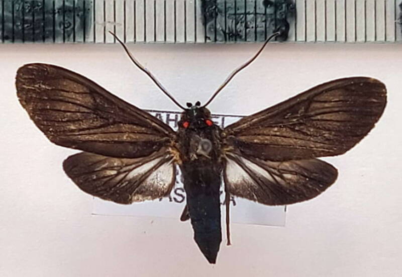 episcepsis_fumata_m02_eq-standard.jpg