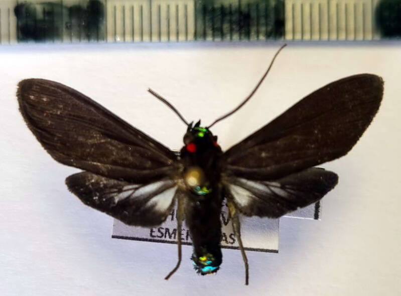 episcepsis_fumata_m_eq-standard.jpg