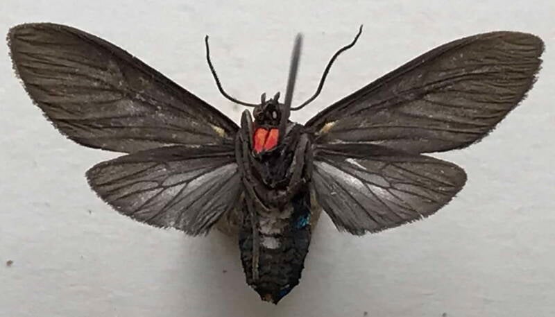 episcepsis_lamia_f_eq_v-standard.jpg