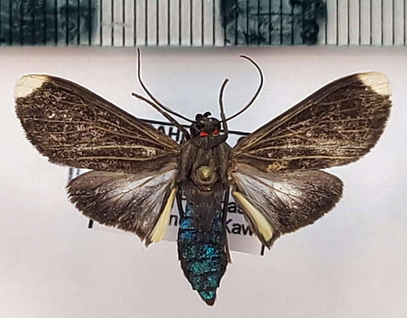 episcepsis_lenaeus_m02_gf-standard.jpg