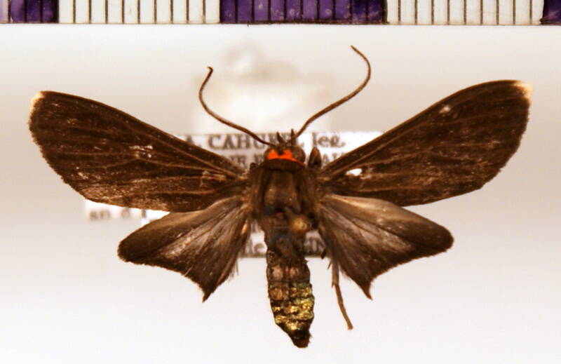 episcepsis_sp01_gf-standard.jpg