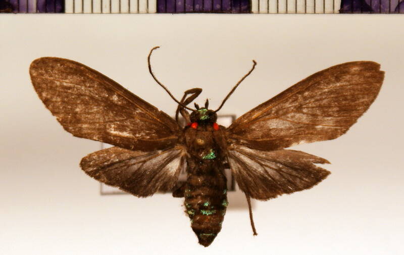 episcepsis_sp01f-standard.jpg