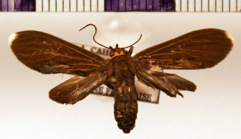 episcepsis_sp02_f_gf-standard.jpg
