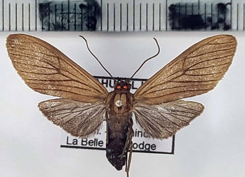 episcepsis_sp435_m_eq-standard.jpg