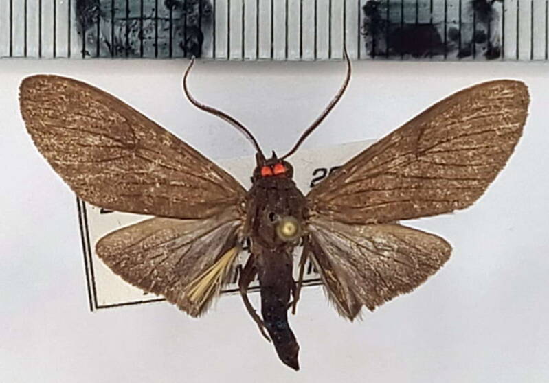 episcepsis_sp763_m_cr-standard.jpg