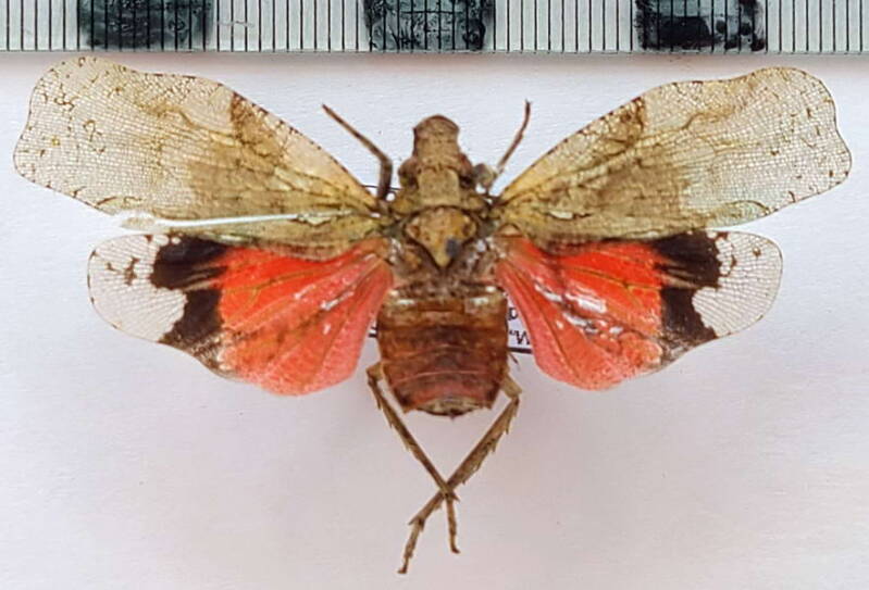 episcius_bolivianus_Equateur