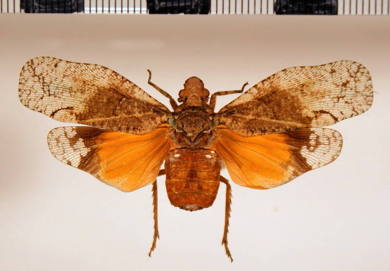 episcius_guyanensis_Guyane fr