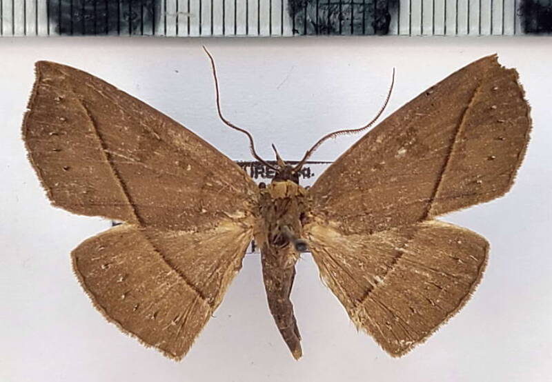 epitausa_pavescens_m02_Guyane fr