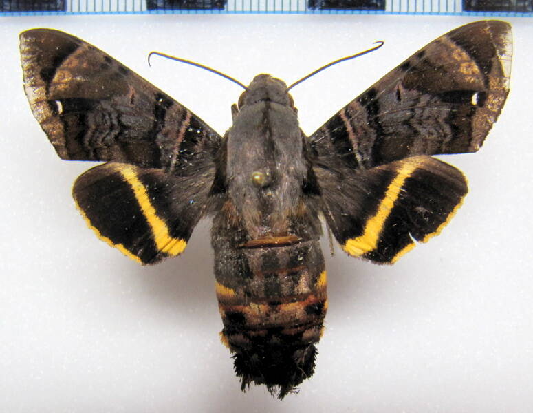epyrrhoglossum_sagra_eq-standard.jpg