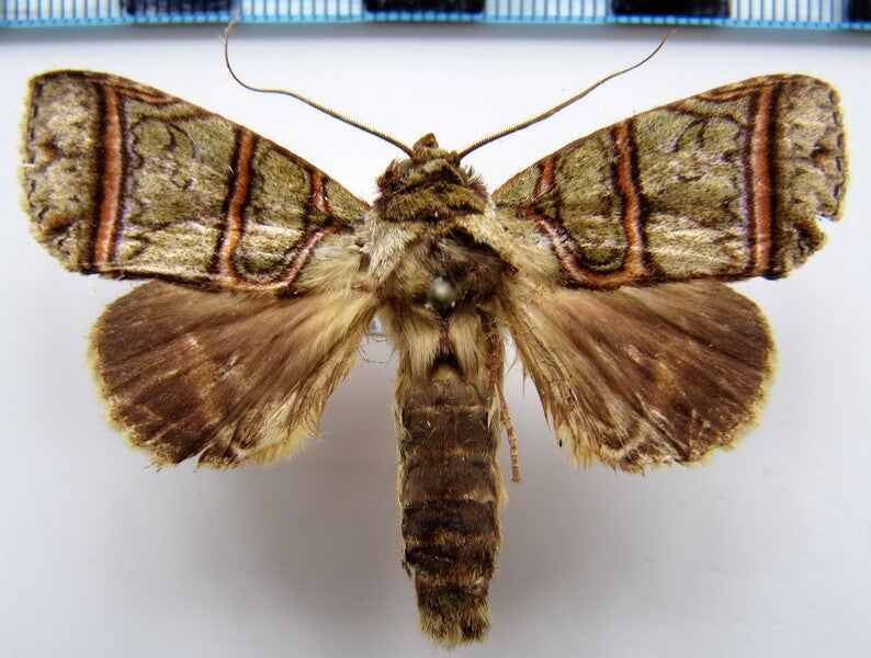 Eragisa antarorum mâle Equateur