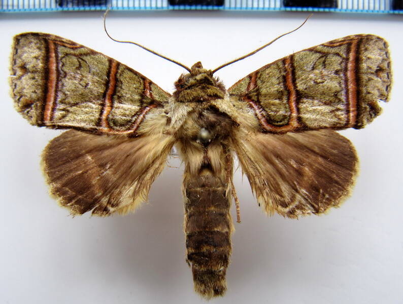 eragisa_antarorum_eq-standard-13cyy7.jpg