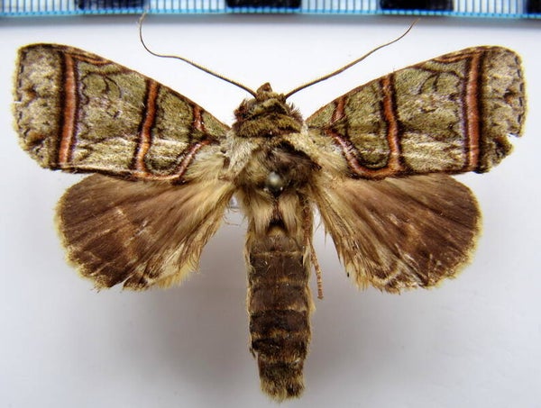 Eragisa antarorum mâle Equateur