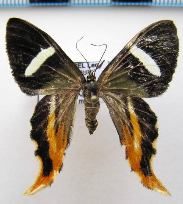 erateina_leptograta_f_eq-standard.jpg