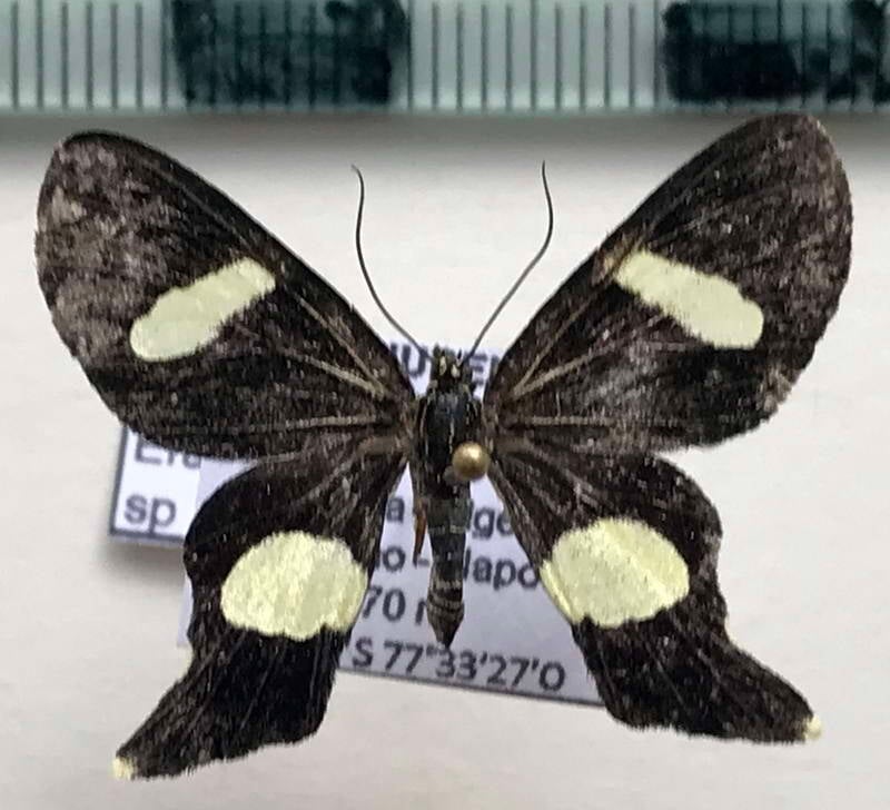 erateina_sp962_eq-standard.jpg
