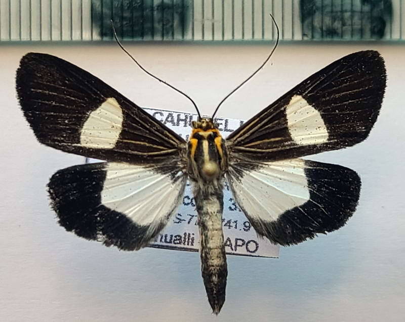 erbessa_sp1176_m_eq-standard.jpg