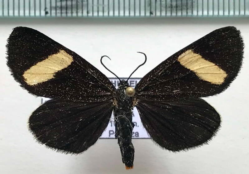 erbessa_sp785_m_eq-standard.jpg